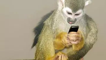 monkey looking at a cell phone