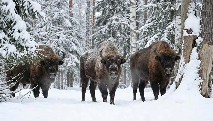 3 bison buffalo  